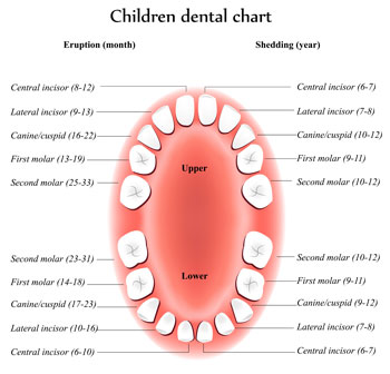 Tooth Eruption Chart - Pediatric Dentist in Phoenix, AZ